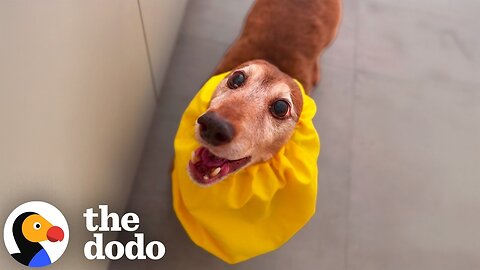 13-Year-Old Dachshund Turns Into A Puppy Again After Being Rescued | The Dodo