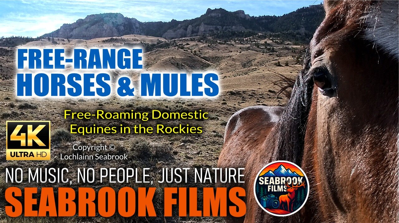 Free-Range Horses and Mules: Free-Roaming Domestic Equines in the Rockies