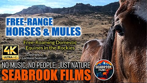 Free-Range Horses and Mules: Free-Roaming Domestic Equines in the Rockies