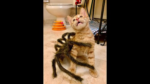 Kitten eat spider
