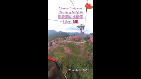 #Taiwan 2025 Cherry Blossoms