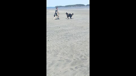 Benson and his human playing with a stick at Island View Beach, British Columbia Canada