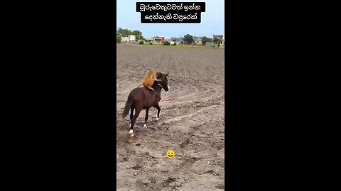 monkey try rider donkey