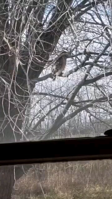 Chicken Hawk In Tree On A Windy Day Right Off Our Driveway