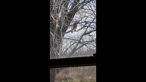 Chicken Hawk In Tree On A Windy Day Right Off Our Driveway