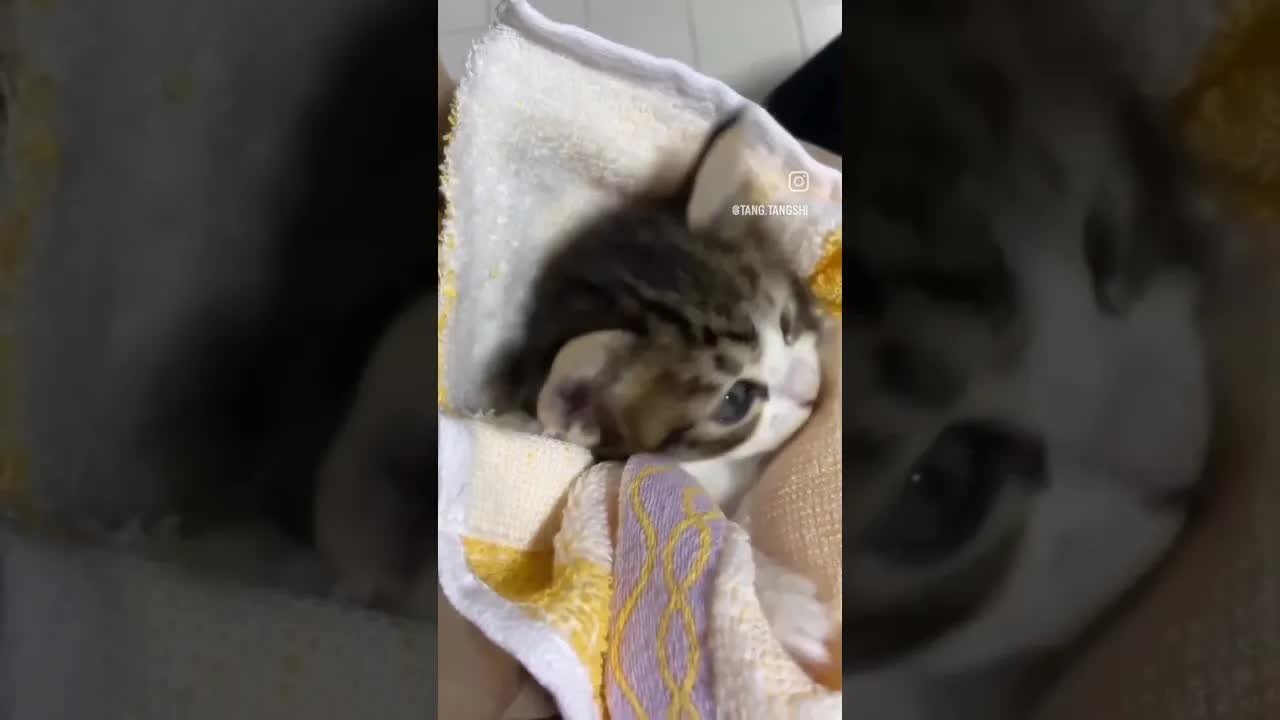 Fun moments with crazy and funny animals