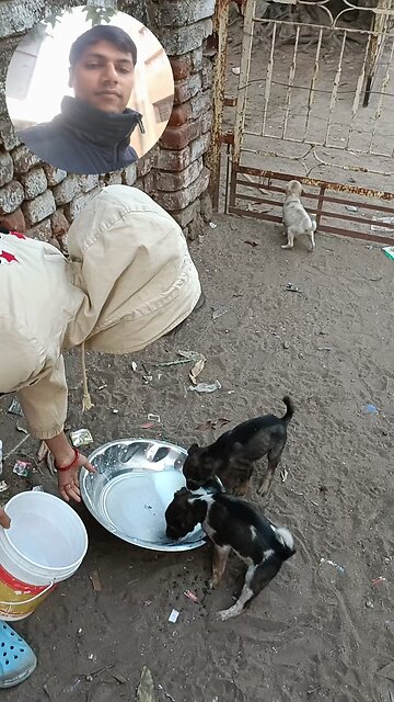 jivdaya mehsana Gujarat