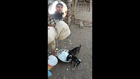 jivdaya mehsana Gujarat