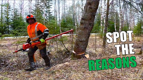 Test Your Tree Skills – Which Of These Trees Are Doomed?