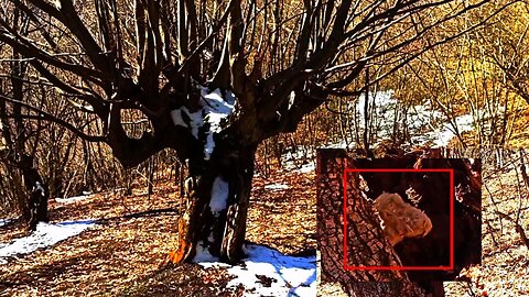 Mythical creatures scare tourists | Scary videos