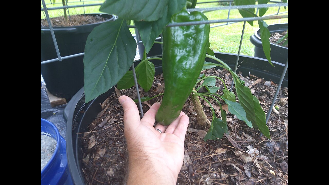 Giant Marconi Container Peppers Update 6/18/25