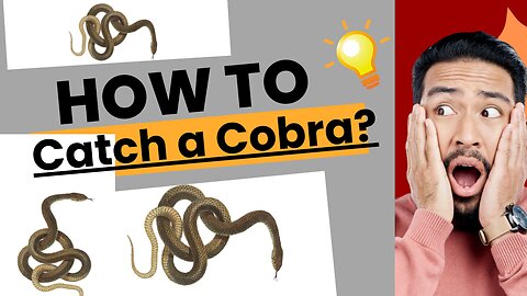 How to catch a Cobra tutorial‼️