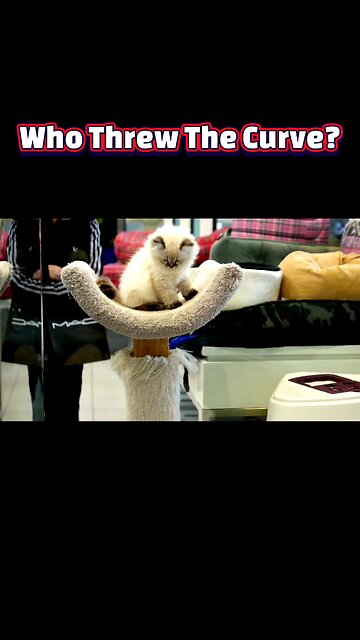 From Scratching Posts to Cat Castles: Why Your Feline Demands a Cat Tree