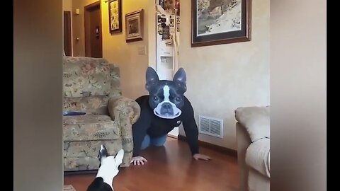 This Dog Was Fooled by His Human! 🤫🤣