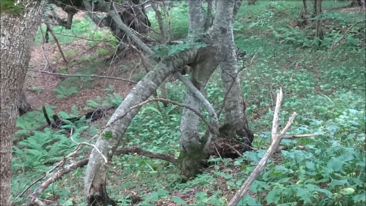 Interesting places in the forest in Dagestan that no human has ever set foot on