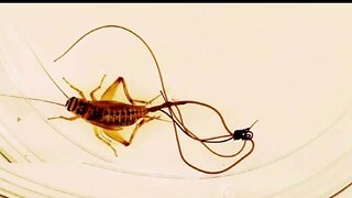 PARASITES THAT CHANGE VICTIM'S GENDER AND PHYSICAL APPEARANCE 🐛
