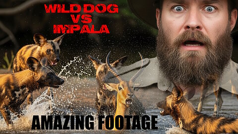Amazing Footage - Wild dog vs Impala - Real nature