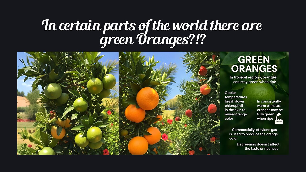 Fun Fact for Aug 10th 2025 Pt 2