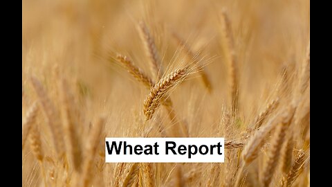 Pay Attention To Wheat Preview