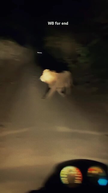 Face to Face with a Lioness! Bikers' Terrifying Night Encounter | Real Footage"