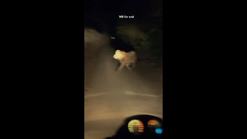 Face to Face with a Lioness! Bikers' Terrifying Night Encounter | Real Footage"