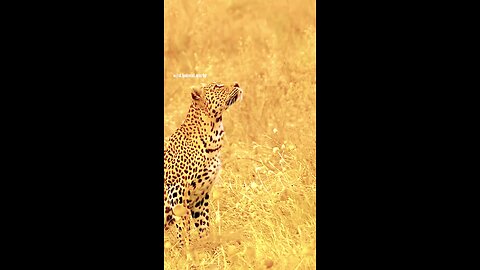 Explore Wild Animals World