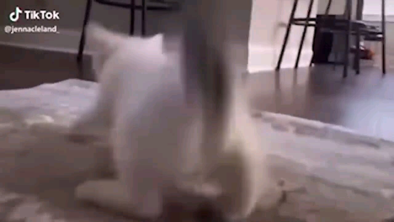 fun cat drôle virale VPS