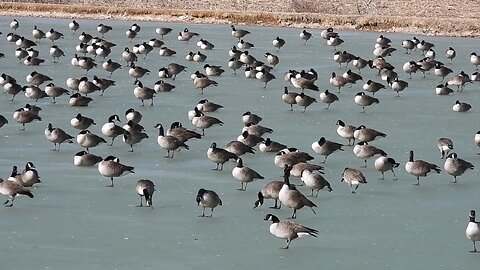 Canada Geese on a Winter's Day in Pennsylvania #canadageese