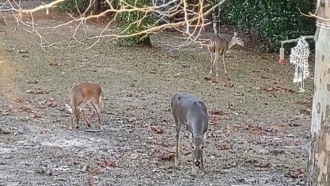 8 Florida Deer on Dec 8th 2025 8 Florida Deer on Dec 8th 2025