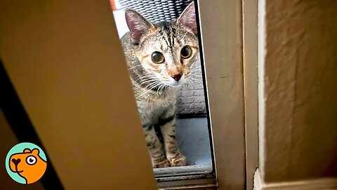 Neighbor Discovers Mama Cat and 6 Babies, What Will She Do? | Cuddle Buddies