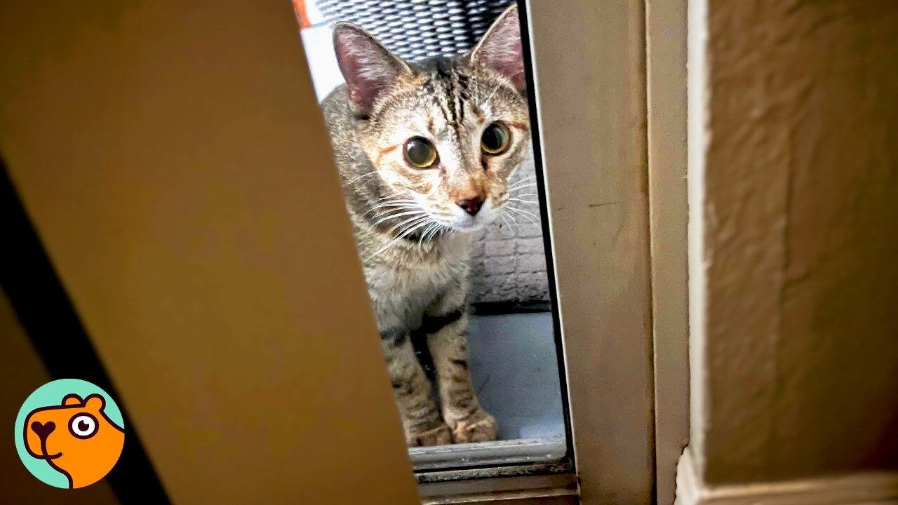 Neighbor Discovers Mama Cat and 6 Babies, What Will She Do? | Cuddle Buddies
