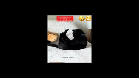 Cat having PRIVATE Time🤣😁🤣