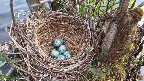 Grackle Nest