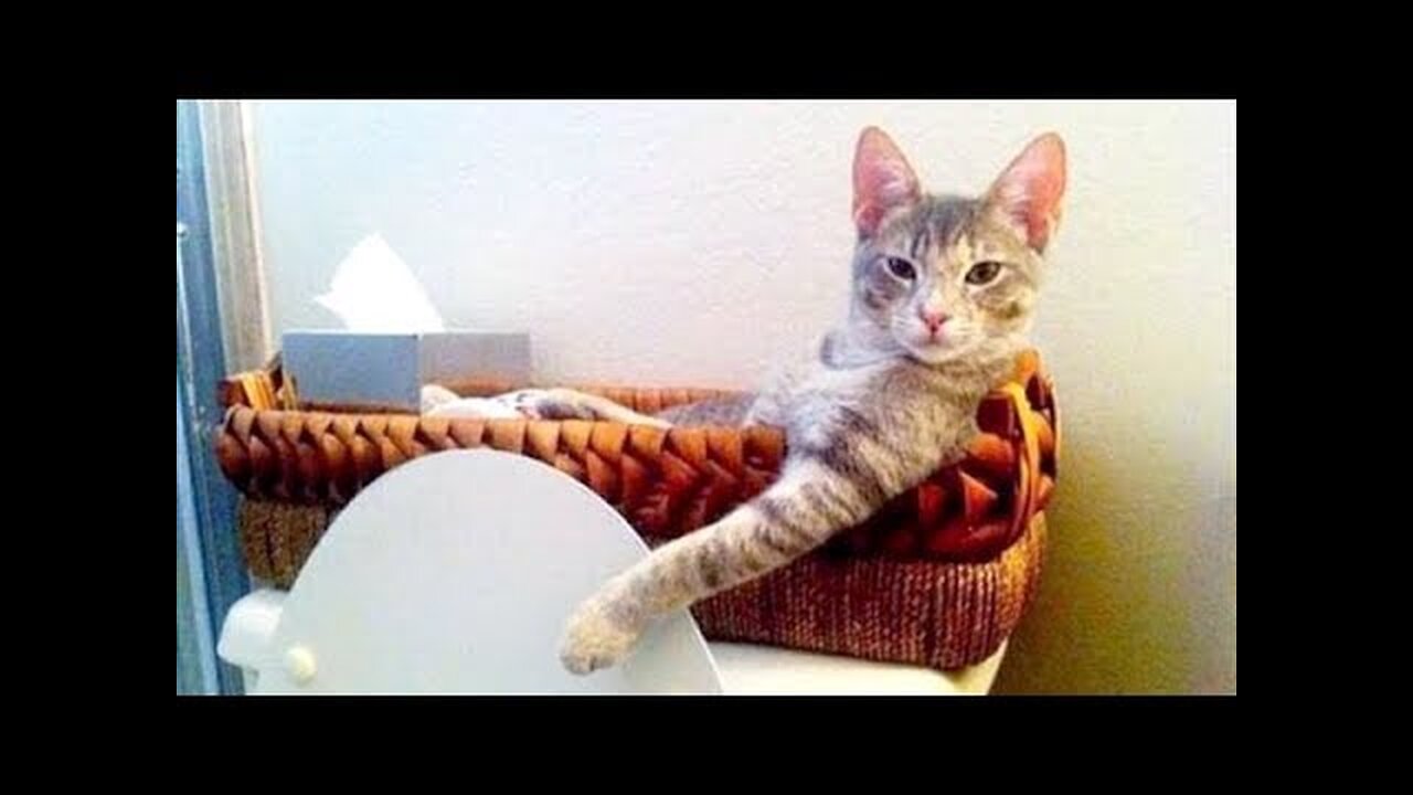 You will LAUGH SO HARD that your NEGHBOURS WILL THINK YOU'RE CRAZY - FUNNY ANIMAL compilation