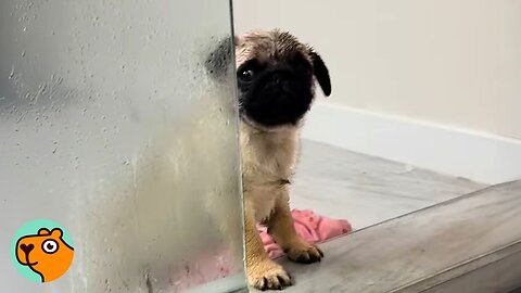 Tiny Dog Loves Water So Much Parents Got Him a Pool | Cuddle Buddies 