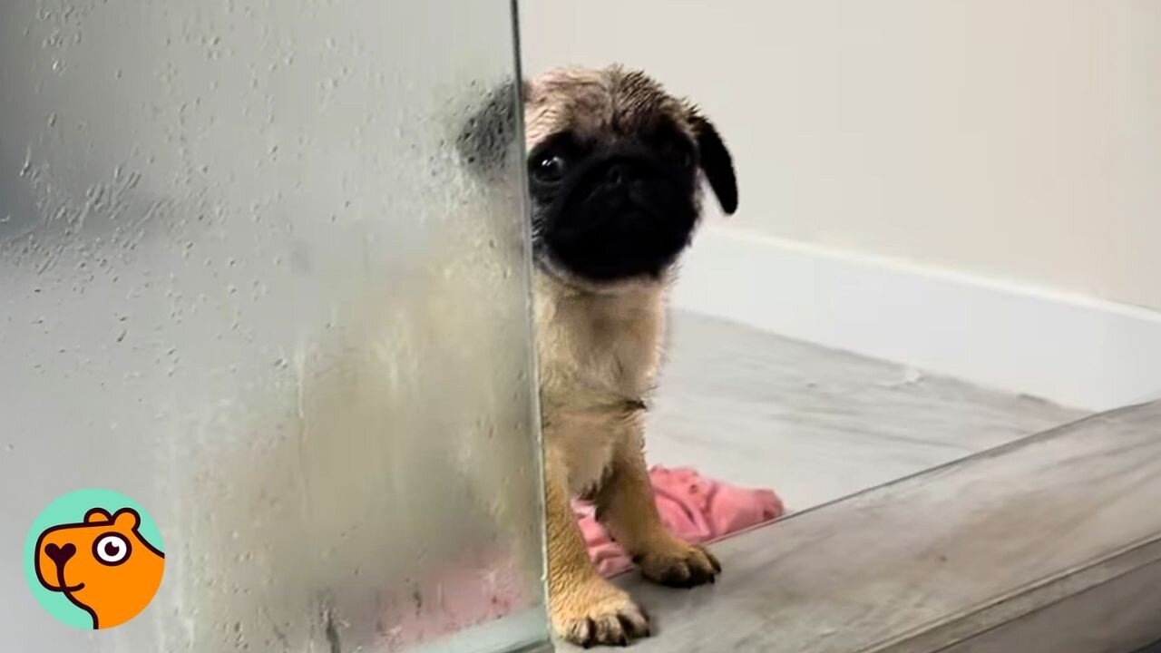 Tiny Dog Loves Water So Much Parents Got Him a Pool | Cuddle Buddies