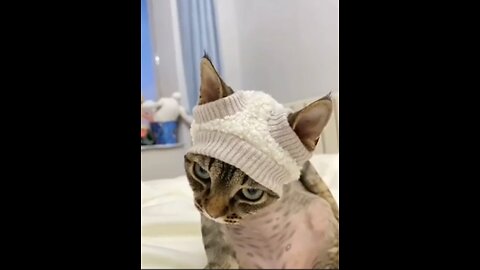 A Quick Compilation of Funny Cats