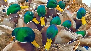 Arctic Duck Feeding Site Has Reached Full Capacity
