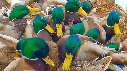 Arctic Duck Feeding Site Has Reached Full Capacity