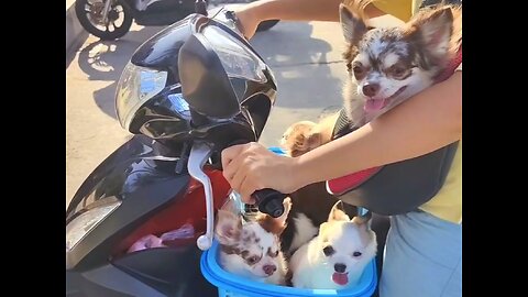 Cute dogs Vietnam