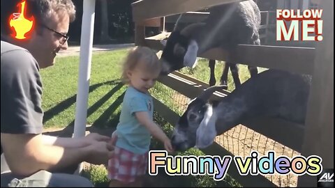 😂VIDEOS GRACIOSOS DE PERROS Y GATOS😂 | Si Te Ries Pierdes