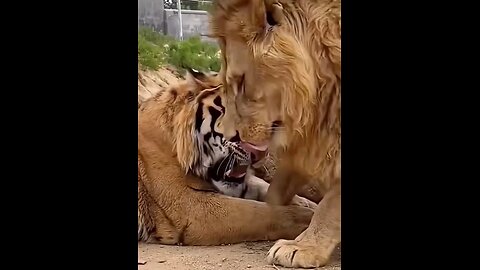 The Lion: King of the Jungle in a Romantic Mood"