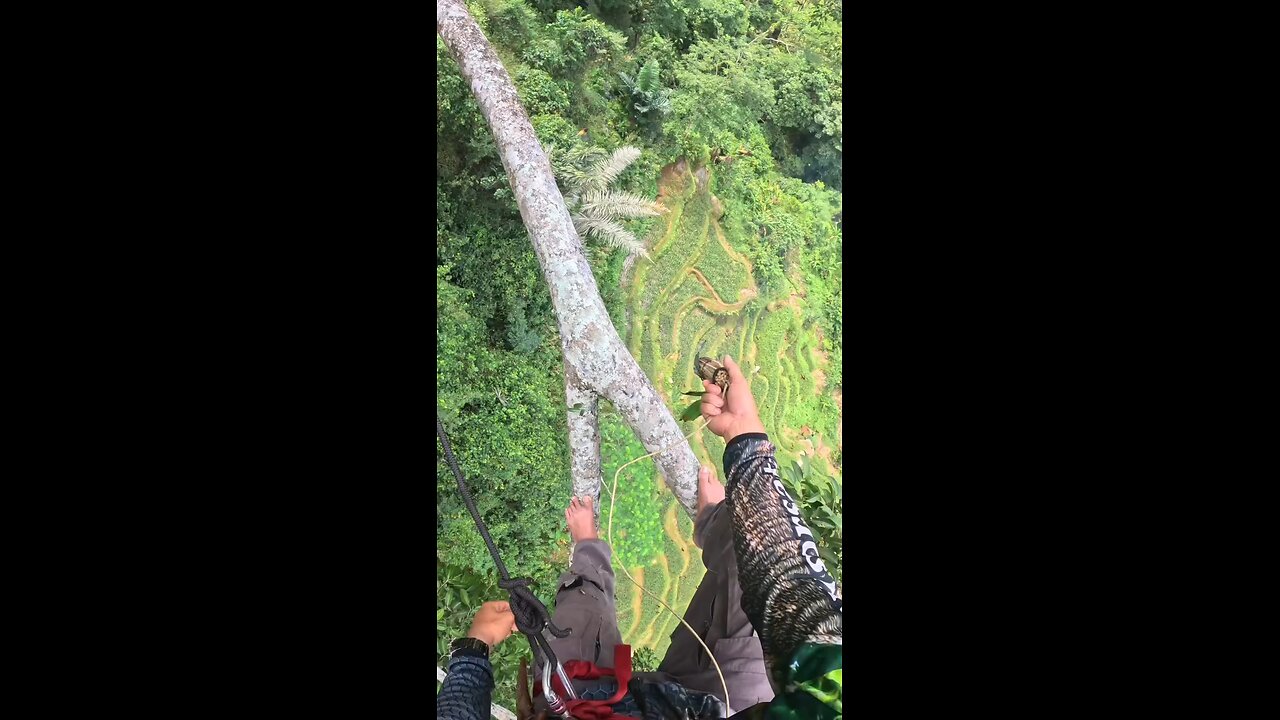 forest honey hunter 👍♥️