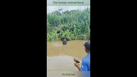 The Human Animal Bond