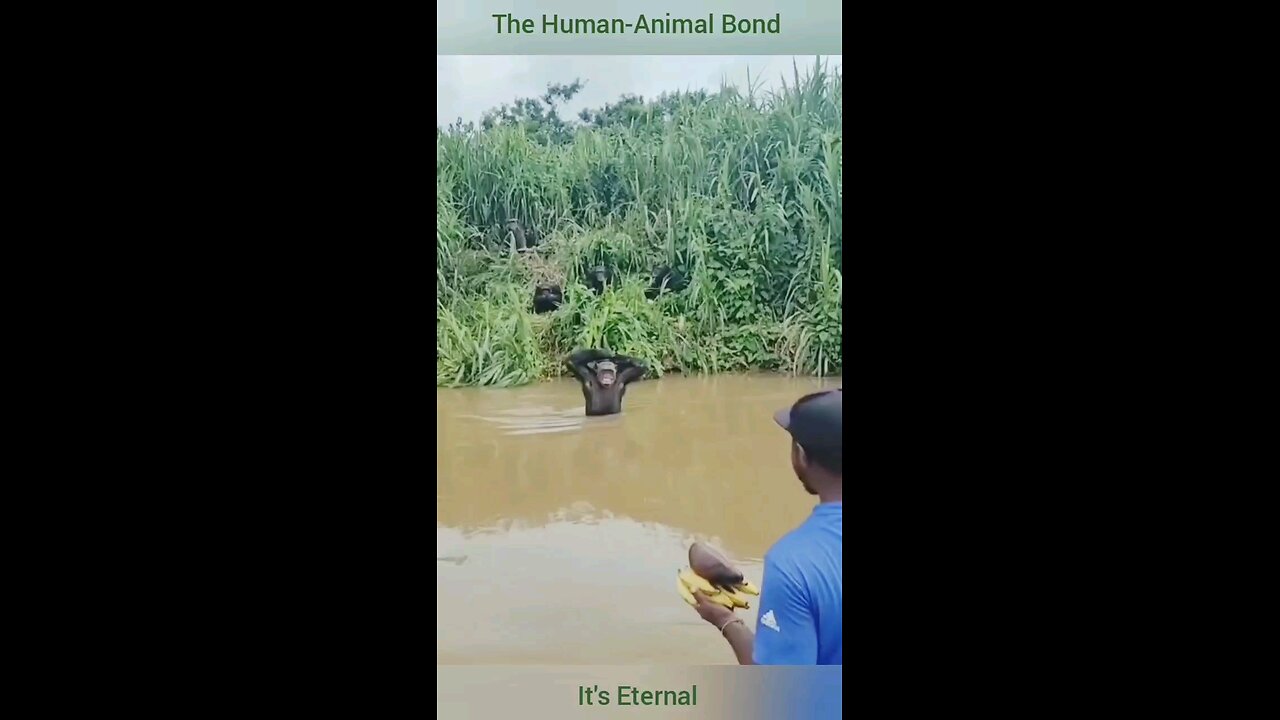 The Human Animal Bond