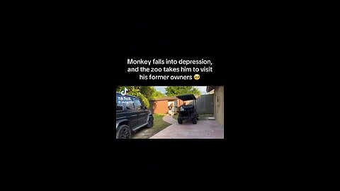 Sweet Monkey Falls Into Depression Zoo Takes Him To His Original Owners😍