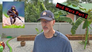 Bird Wars Part 2 - 6.12.25