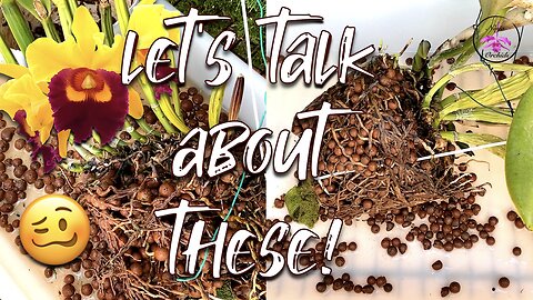 Extreme Repotting & Care for Stressed Orchid Plants | Orchid Roots Why They Die & How to Fix It! 👍🏼