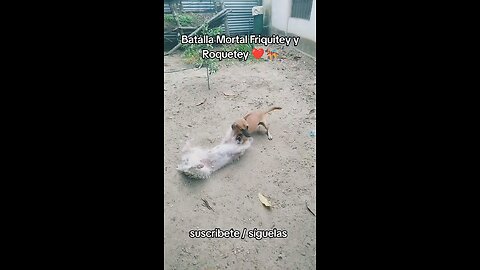 batalla mortal Friquitey y Roquetey #dog #fyp #video #viral