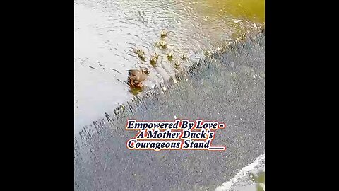 Empowered By Love || A Mother Duck's Courageous Stand -